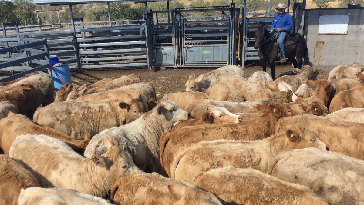 TOOGOOLAWAH: Lyndhurst manager Russell Fogg with some of the 400 outstanding Charolais-infused weaners to be offered by the Brown family, Crows Nest. 
