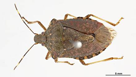 SIGNIFICANT PEST: There has been a spike in detections of stink bugs on cargo from the US and Italy.