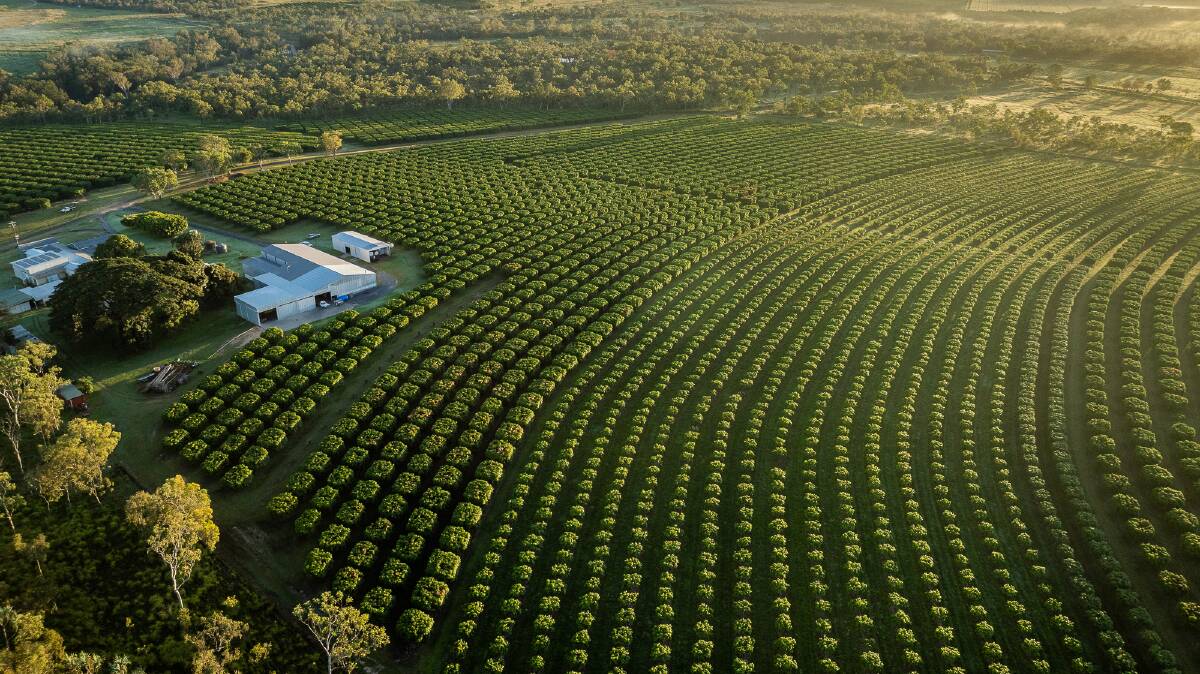 A premium orchard that provides Coles and Woollies with with 90 percent of its fruit has hit the market. Picture supplied