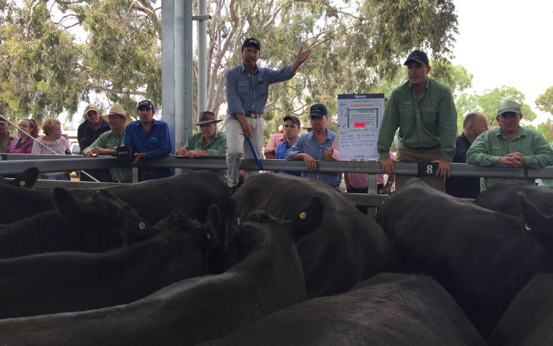 Auctioneer Anthony Delaney, Rodwells calls for more bids on pregnancy tested in calf heifers at the Euroa female sale
