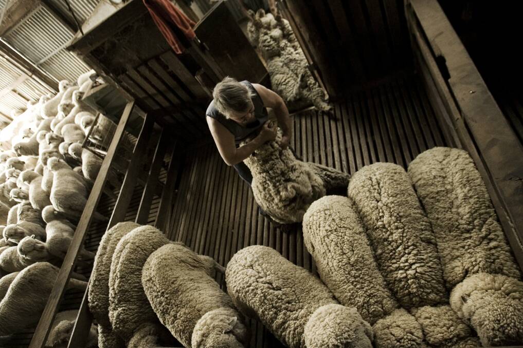 Should shearers be drug tested?