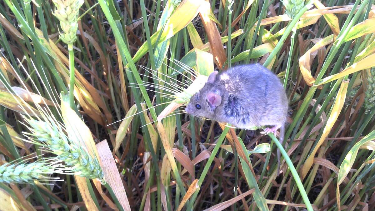 Are mice causing damage to your crops?
