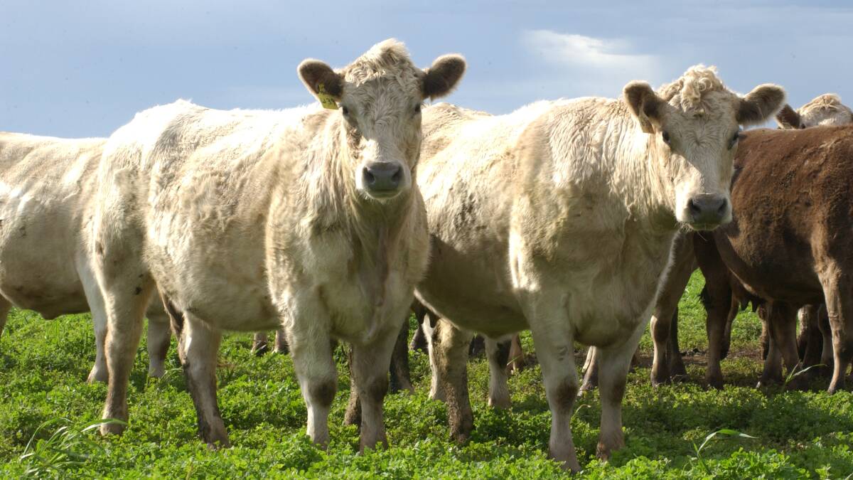 Should Livestock SA take control of industry funds?