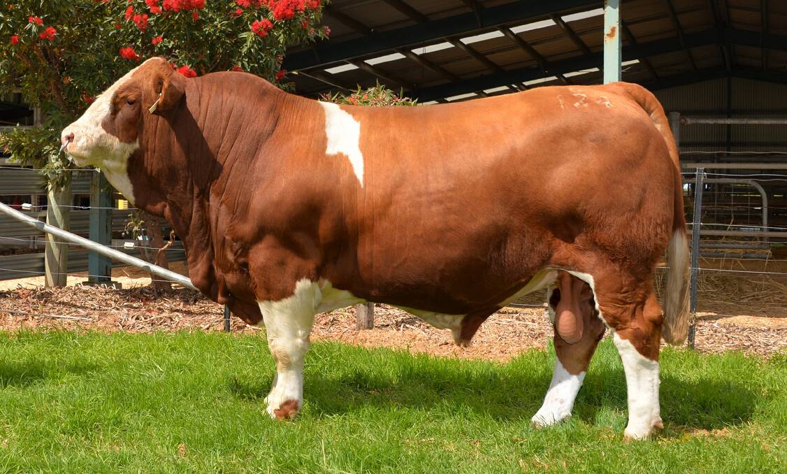 STUD STAR: The $160,000 record-breaking bull Woonallee Los Angeles. The 18-month-old, 1030kg bull will become part of Nobbs Cattle Co’s pure Simmental breeding program, with 100 traditional coloured females.
