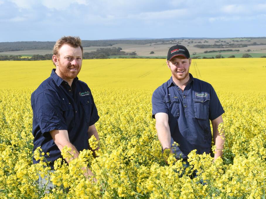 BRIGHT SPOT: Matt and Tim Eckert, Malinong, in their canola, which is looking good despite not being in full flower yet.