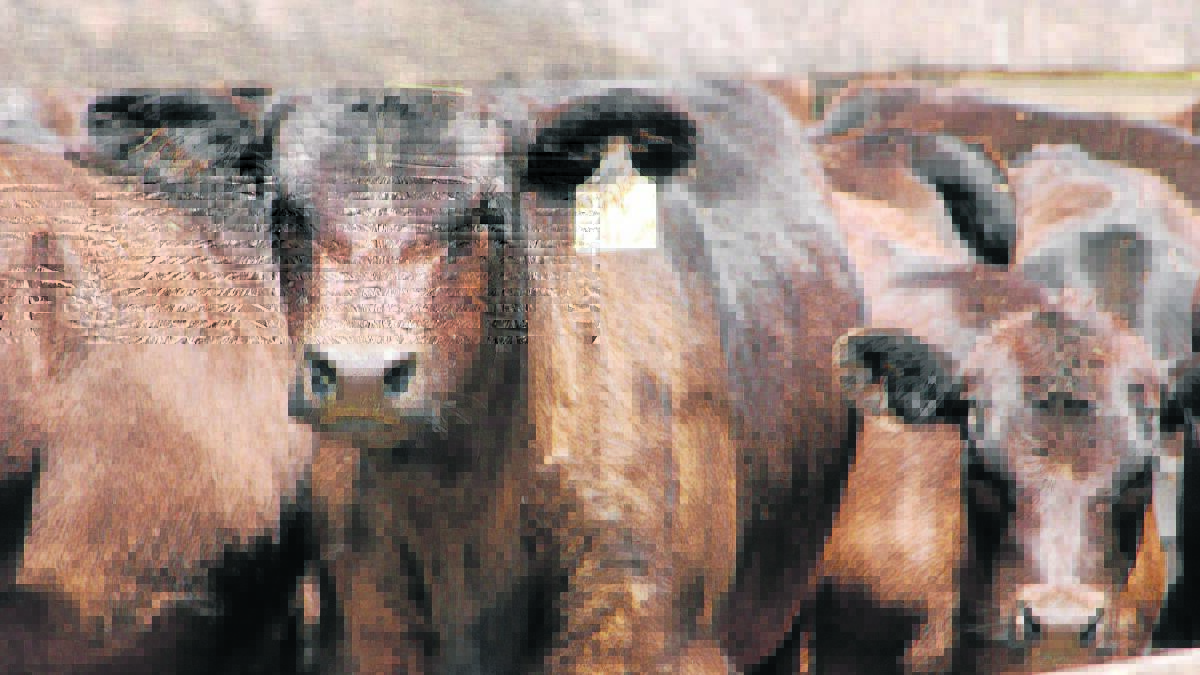 Do we need a cap on live cattle exports?