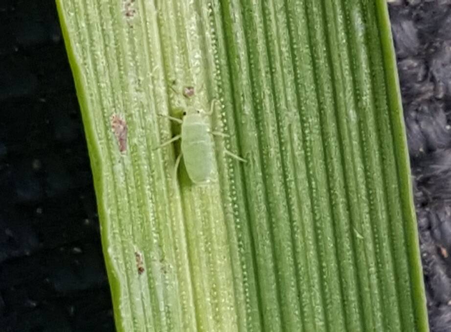 Have you spotted Russian wheat aphid?