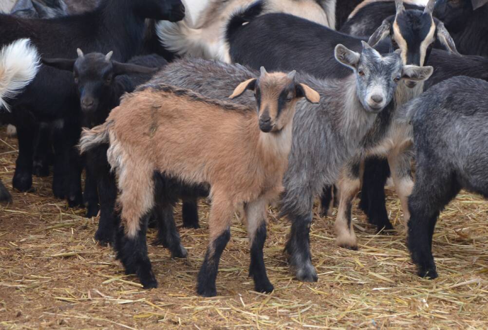 Should goat farming laws be changed?