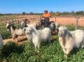 Lachlan Gall from Coogee Lake Station says producers selling rangeland goats direct to abattoirs should be exempt from the national mandatory sheep and goat electronic identification system. Photo: Jo Gall