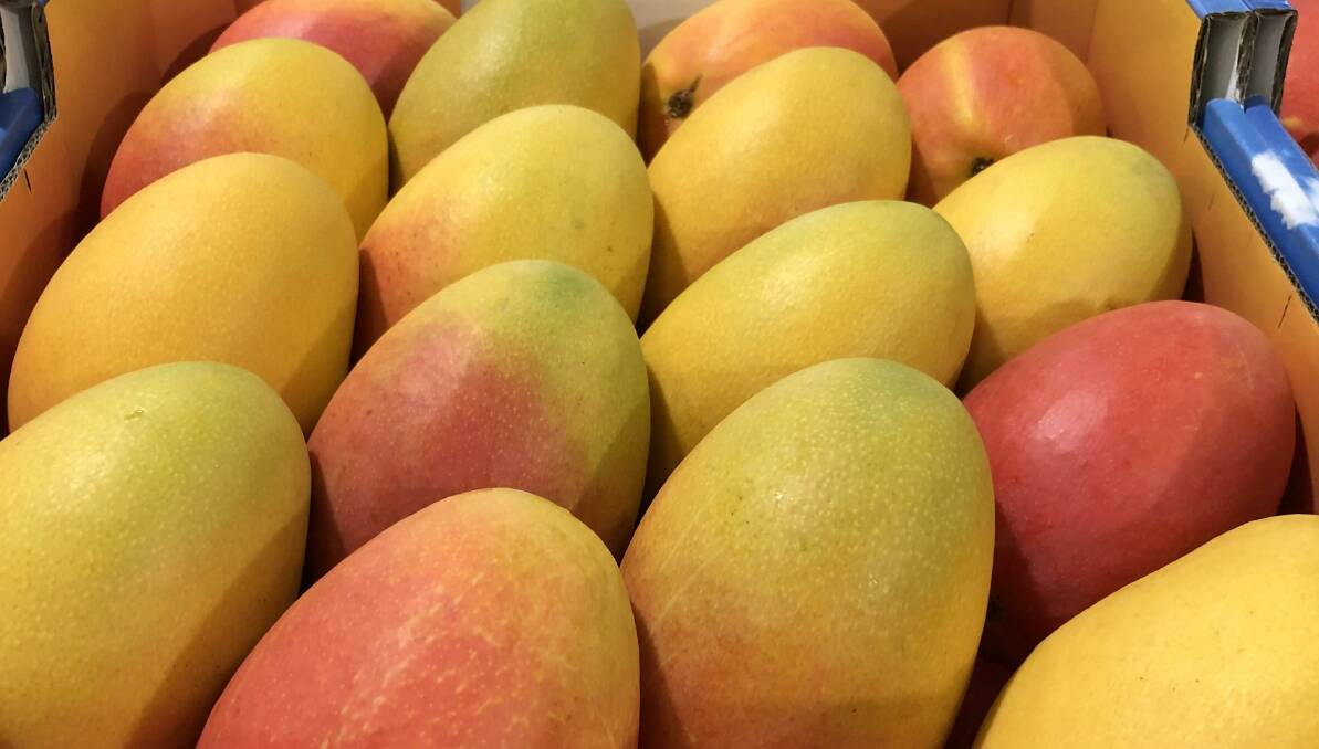 NEW MANGOES: Developed under the National Mango Breeding Program, three new mango varieties have potential for domestic and export markets.