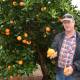 HARD KNOCK: A further fruit fly detection has been declared in the Riverland this week, with Citrus SA chair Mark Doecke saying growers could face losses of upwards of $150 per tonne of fruit due to chemical dips and export restrictions.