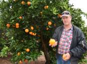 HARD KNOCK: A further fruit fly detection has been declared in the Riverland this week, with Citrus SA chair Mark Doecke saying growers could face losses of upwards of $150 per tonne of fruit due to chemical dips and export restrictions.