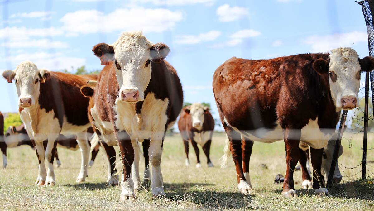 CONSULTATION REQUESTED: Cattle Australia is calling on producers and interested parties to join one of its upcoming webinars to help shape the future of the industry. Photo: SHUTTERSTOCK