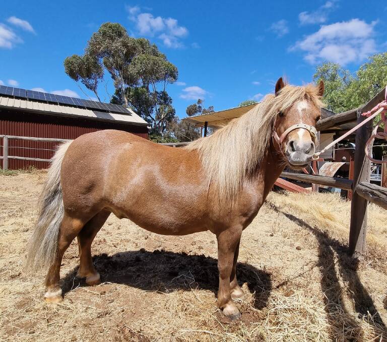 Cheeto will now await the arrival of his new owner, Lila, 10 months, Cherry Gardens, on Christmas Day. While Cheeto will continue to live at Nonning Station, Lila will visit him often to learn the important life skills horsemanship can afford.