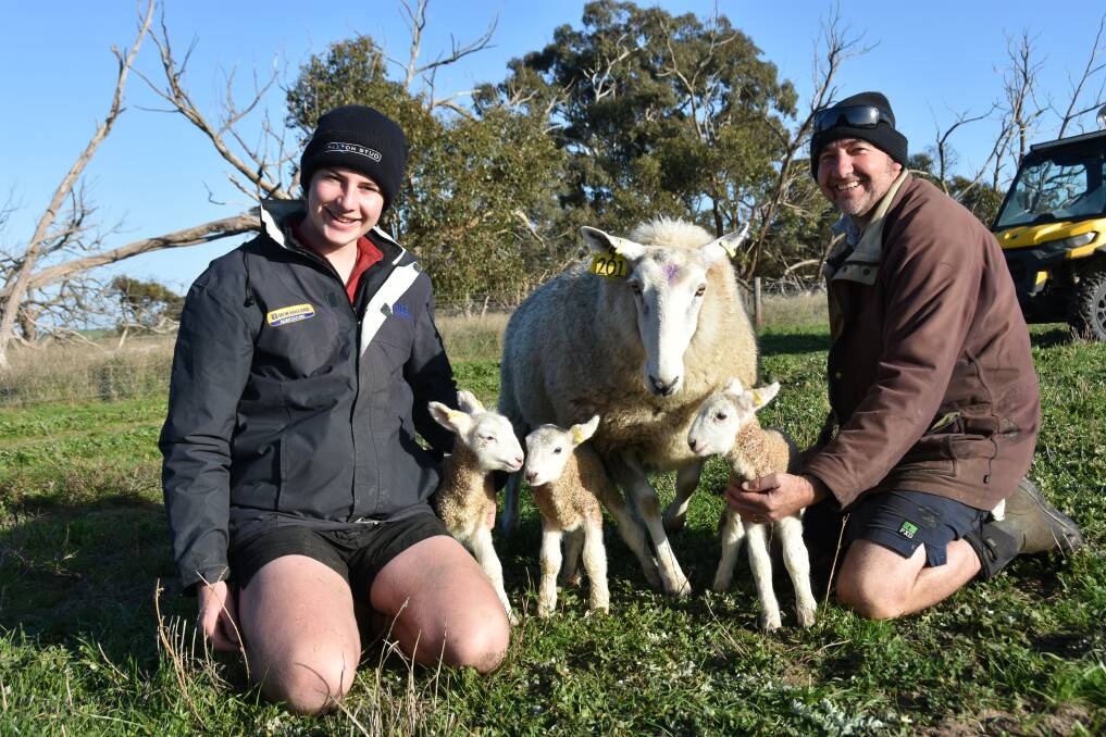 Martin Harvey (right), Paxton stud, Western Flat, pictured with son Will and their Border Leicester sheep in 2022, had an unfortunate needlestick injury while vaccinating rams earlier this month which won him a four day stint at the Bordertown Hospital. File picture by Catherine Miller