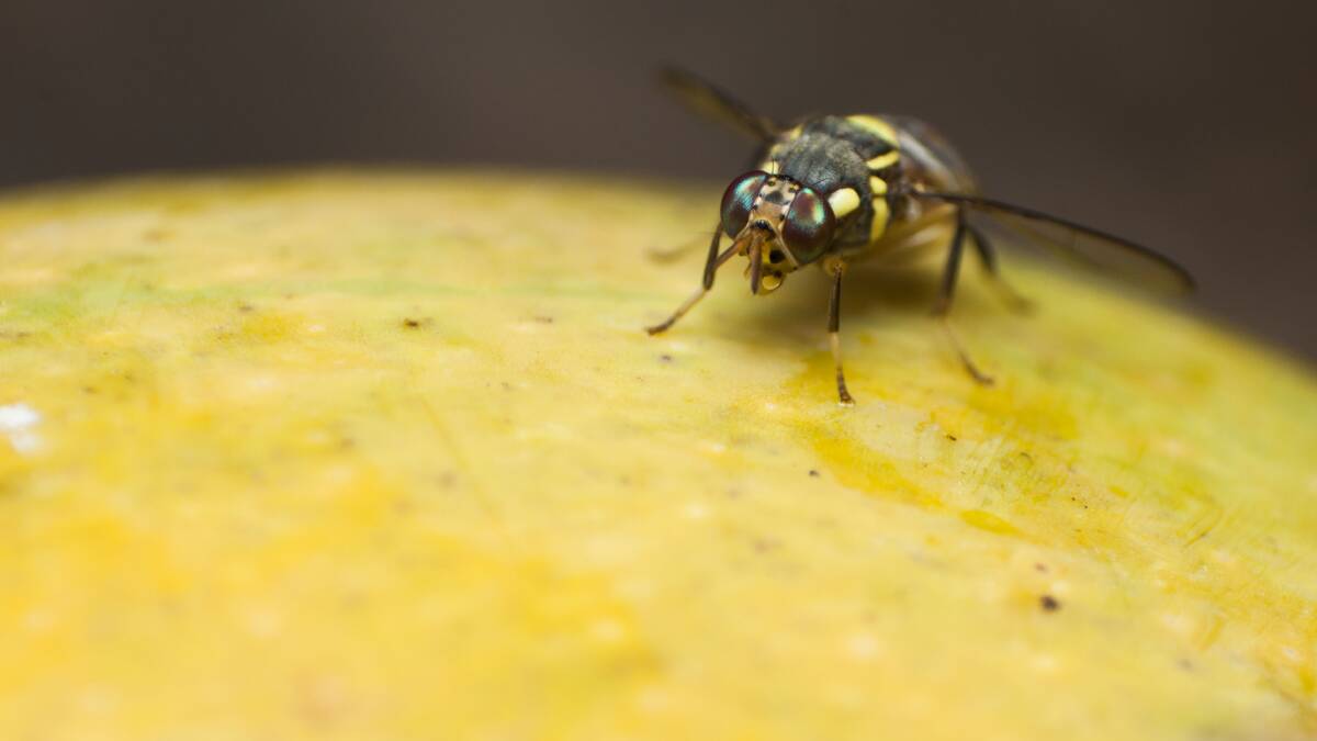 ONGOING: Fruit fly restrictions in the Riverland will continue until at least mid-November after Qld fruit fly maggots were discovered near Loxton this week. Photo: SHUTTERSTOCK