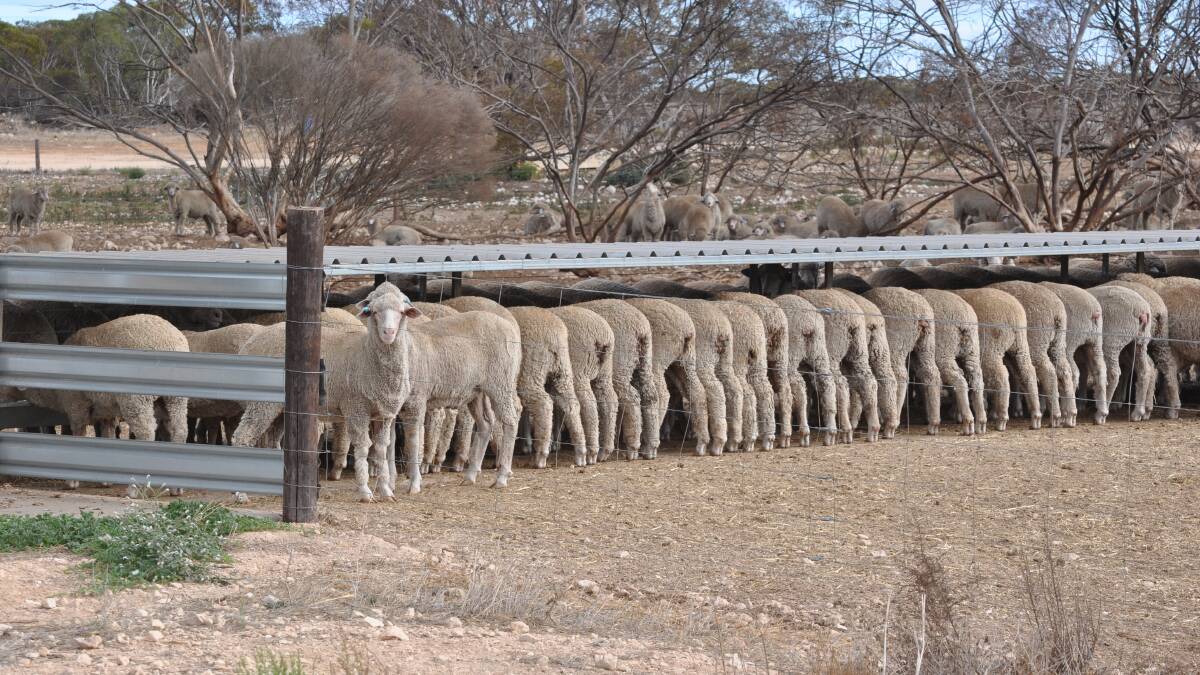 Lambs line up at one of the automated feeders at Goldmine Hill.