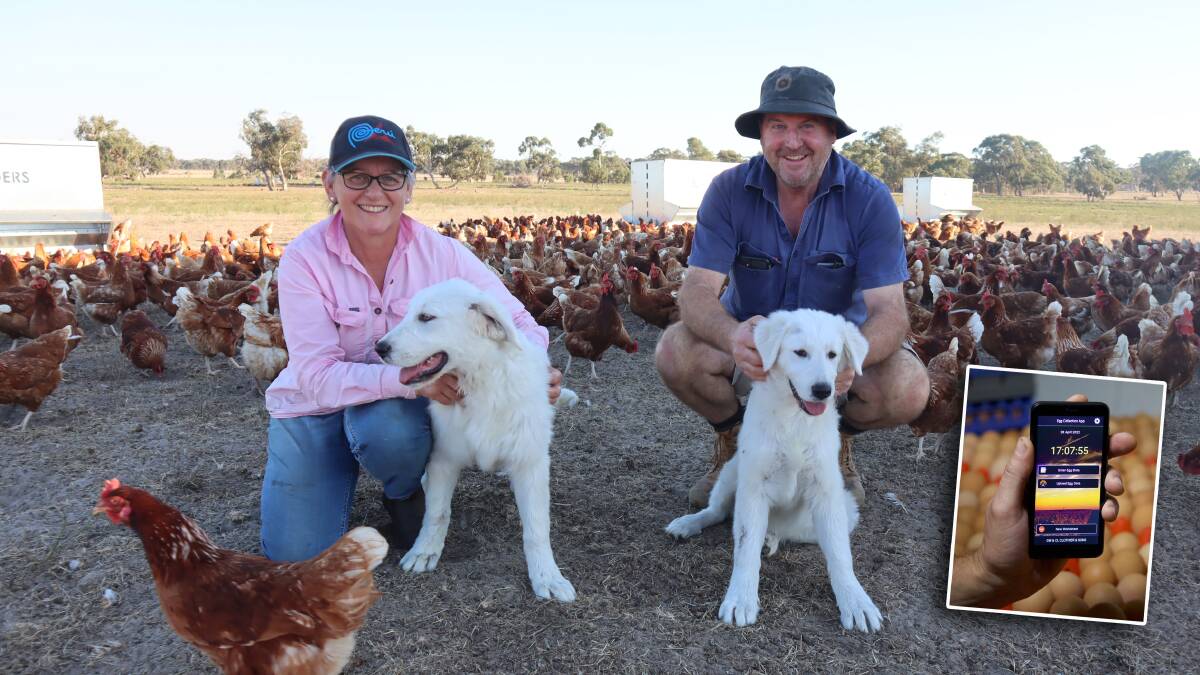 DATA GAMECHANGER: Poultry farmers Karen and Graham Clothier have a brand new way of collecting, tracking and analysing their eggs on-farm thanks to a program designed by one of their egg collectors. Photo: TIM GENTLE 