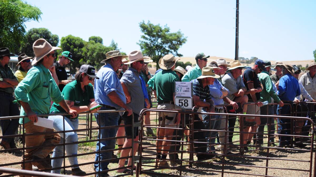 The buyers gallery was active at Jamestown last week despite a heatwave being declared for much of the state.