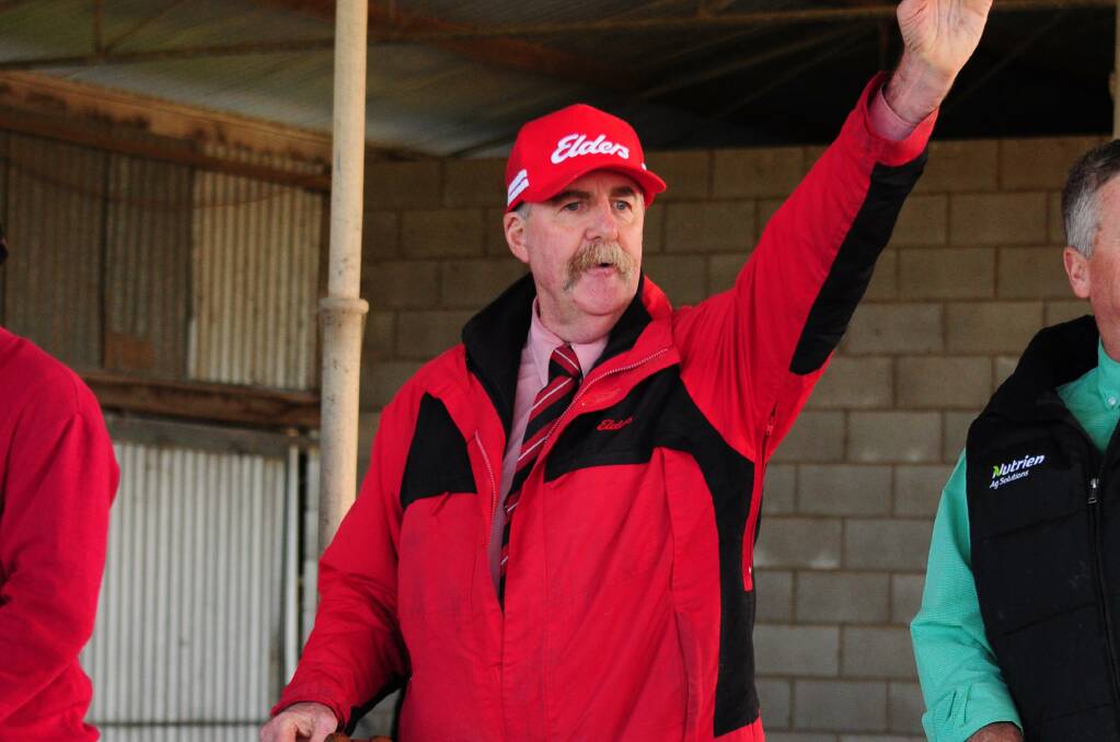 Elders auctioneer Tom Penna takes bids from the gallery at a stud sale. Picture by Katie Jackson