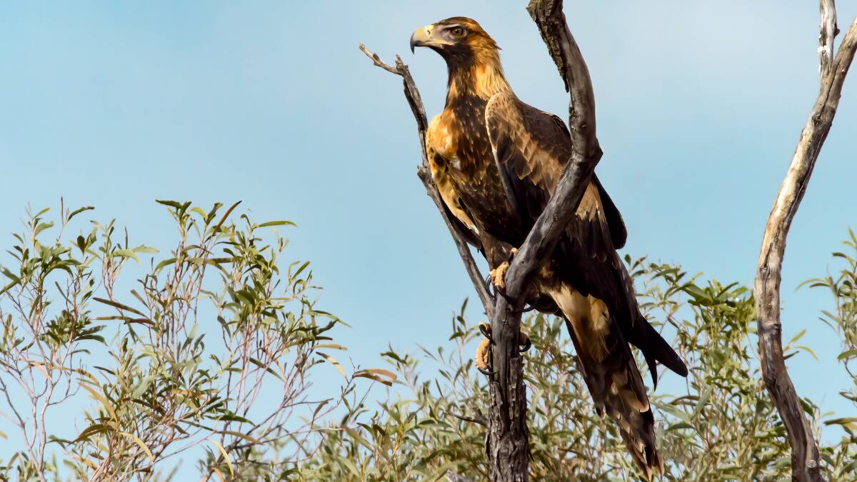 At least 10 wedge-tailed eagles were shot on a Mid North property in April, 2023, with the alleged shooter facing court this week. Picture by Mark Lethlean