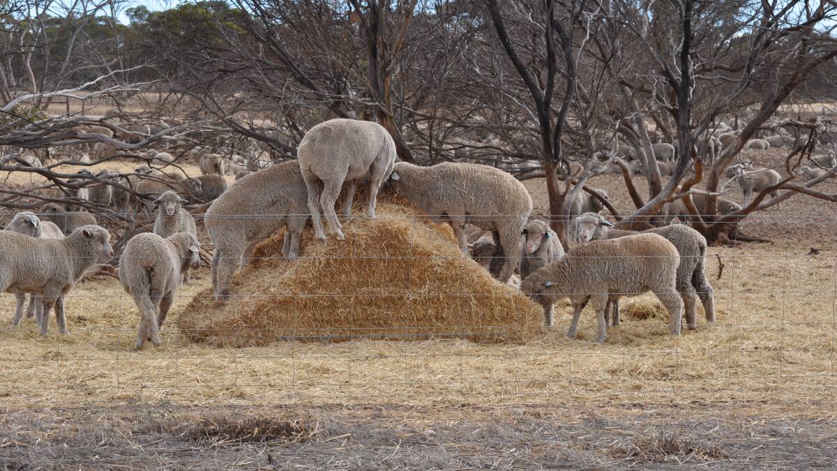 Grain feed is supplemented with high quality hay in the feedlots to ensure lambs are able to adapt to new feed.