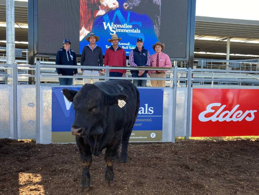 SA buyer secures top red sire at Woonallee Simmental's NSW sale