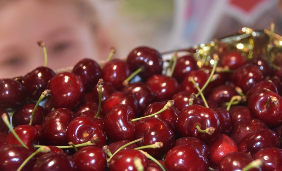 Despite the heavy rainfall across SA, consumers are expected to still be able to enjoy some delicious cherries. Picture by Liam Wormald 