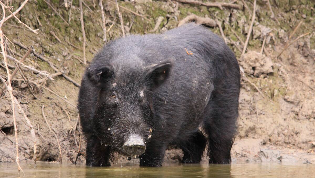 Feral pigs are a disease risk and landholders where they might be are being urged to stay vigilant. Picture supplied 