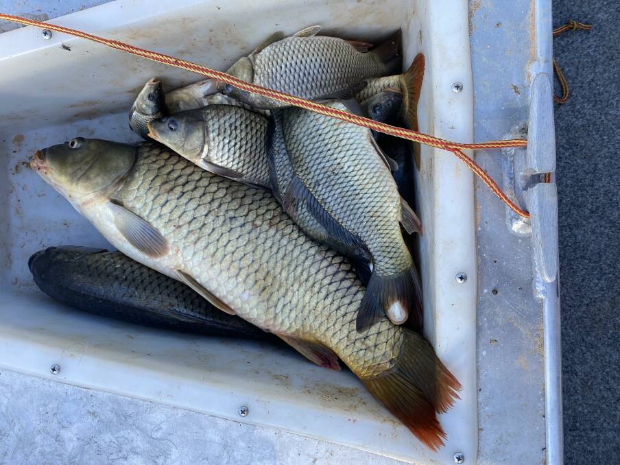 An abundance of carp that were caught near the SA/Vic border. Picture by Alisha Fogden