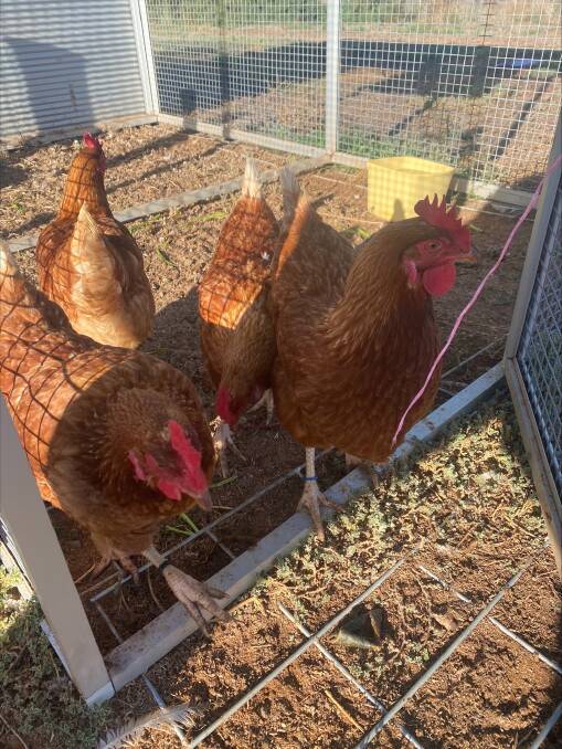 The sentinel chickens at the Thompson's family house in Qualco, just outside of Waikerie. Picture supplied by SA Health 