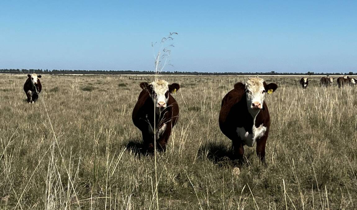 Bullocks growing out at Coonong Station, in NSW Riverina country. Picture supplied