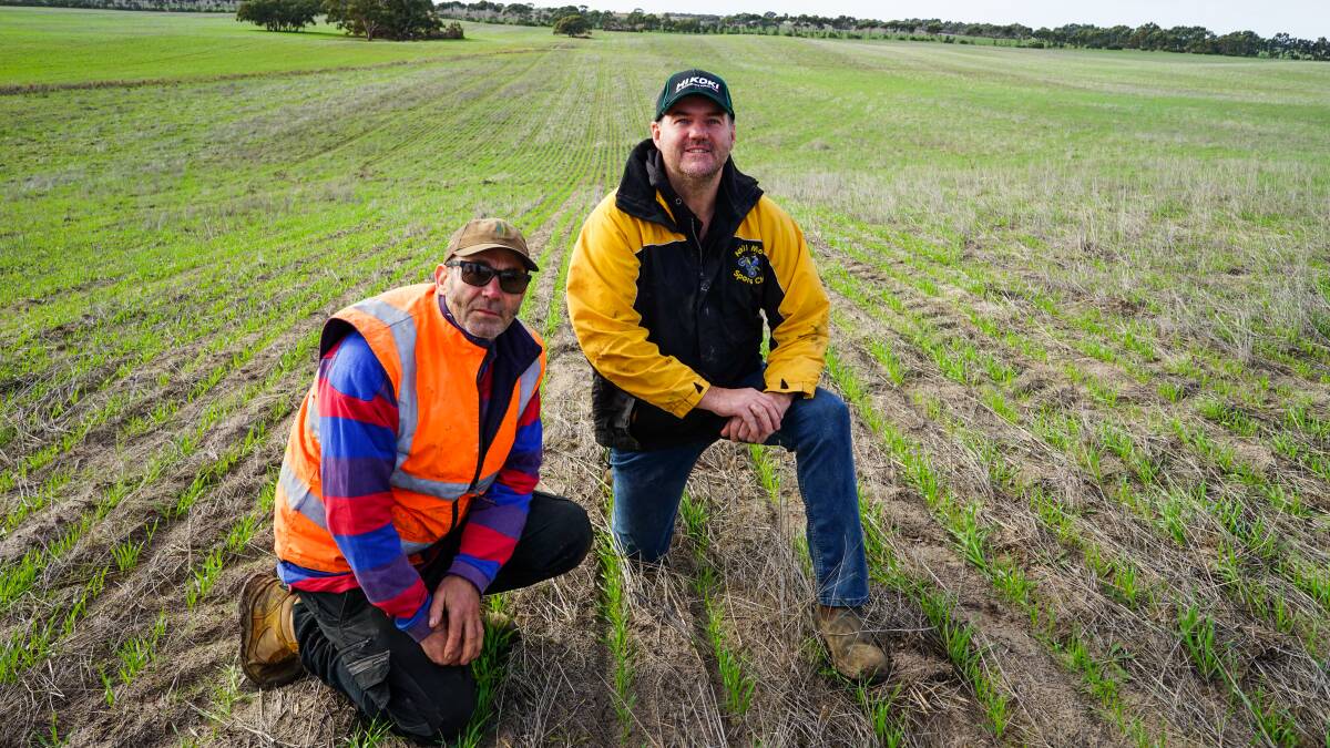 Crop farmer Peter Clarke, Nhill, has ventured into growing barley for the first time with advice from AgriBusiness Consulting Group assessor Marty Colbert, Nhill. Pictures by Rachel Simmonds