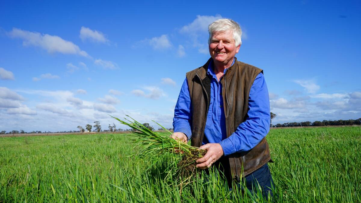 Steven Hobbs, Kaniva, has blooming rye, lucerne, barley, oats, vetch, peas, mustard and tillage radish.