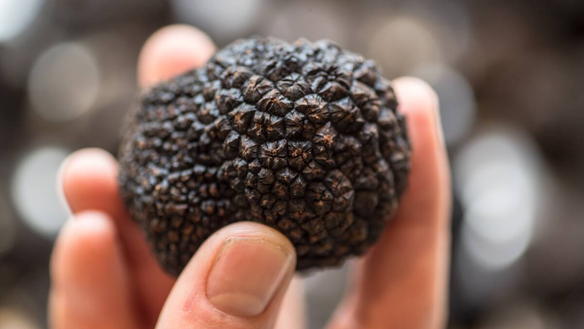CONSUMER AGTECH: Tasmanian Truffles are one of five flagship food experiences being led by former food curator for Taste of Tasmania, Anna Yip.