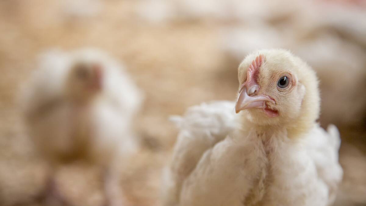 World Animal Protection call for KFC Australia to sign onto The Better Chicken Commitment. Photo: Georgina Goodwin via World Animal Protection