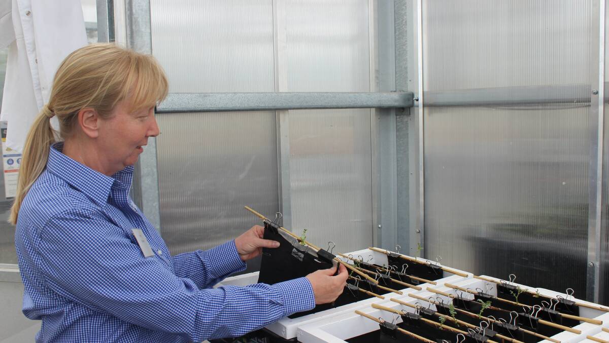 Dr Helen Bramley, Senior Lecturer and Postgraduate Coordinator for the Plant Breeding Institute, University of Sydney, showing new methodologies she is using to increase defectiveness of water use in plants.