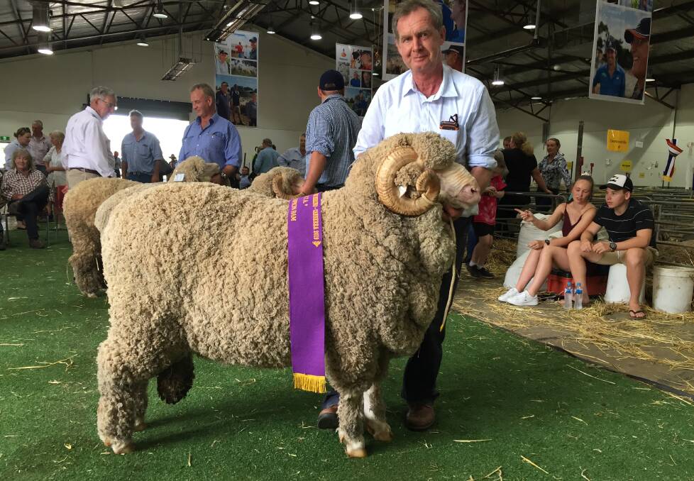 Andrew Davis, Demondrille Merinos, Harden with his champion March-shorn ram which had been successful in the superfine wool class
