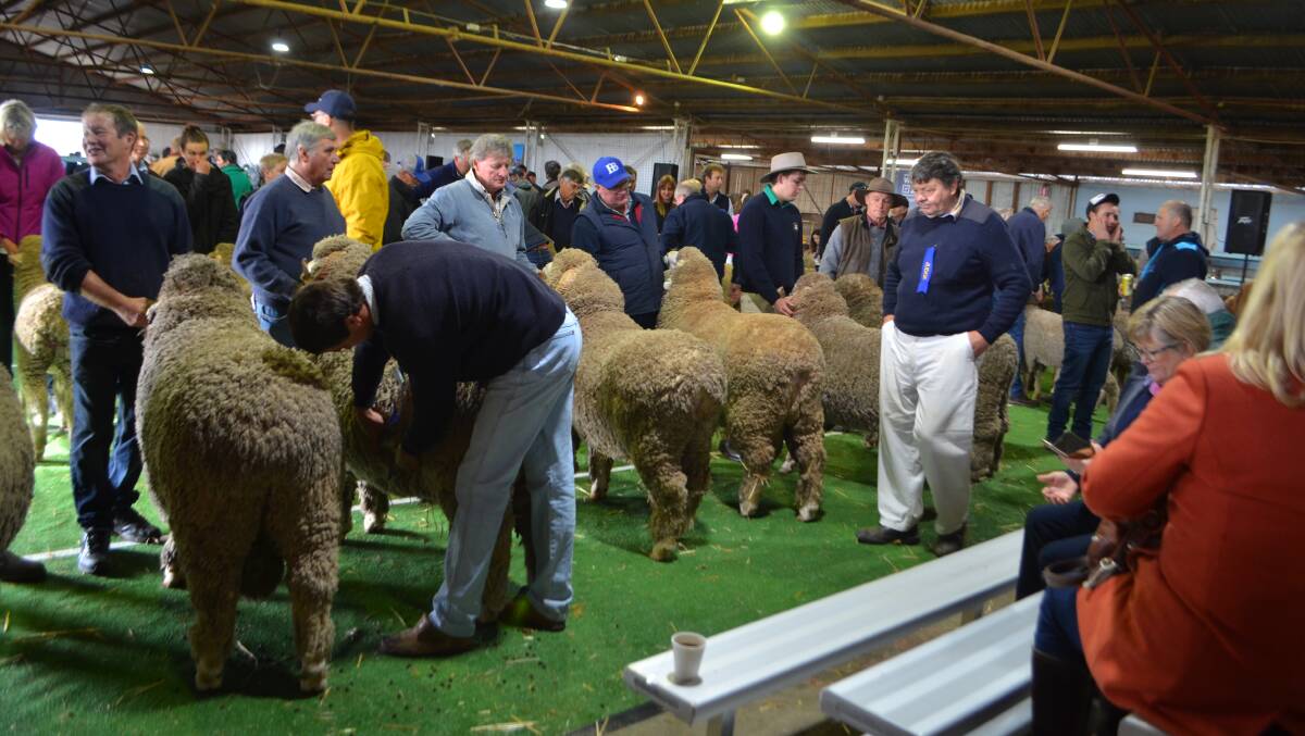 Judging a class of Merino rams during the 67th Hay Sheep Show when there was a full pavilion of quality sheep which attracted a large audience of committed woolgrowers keen to increase production when the season allows.
   