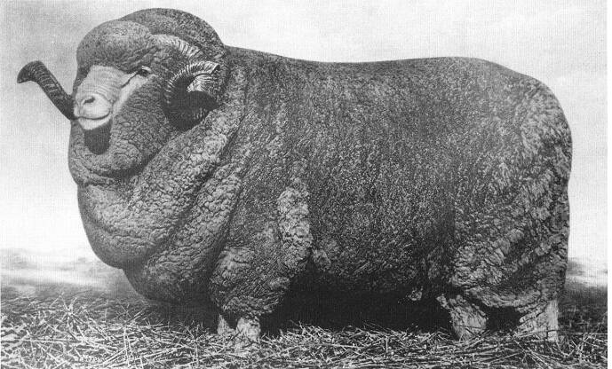 The Shilling ram - Uardry 0.1, grand champion at 1932 Sydney Sheep Show, later immortalised on the shilling, first struck in 1938. (Charles Mills (Uardry) Pty Ltd) 