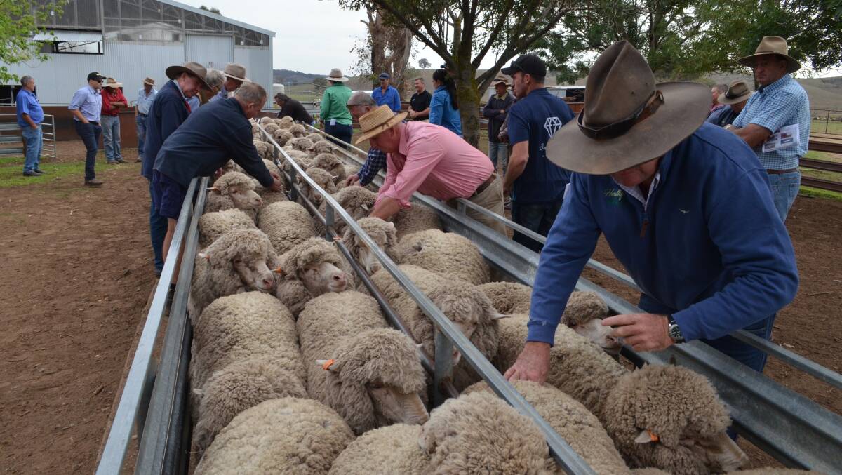 Committed woolgrowers from the local district or other areas have the opportunity to look over entered flocks and discuss pertinent issues in a convivial atmosphere during flock ewe competitons.