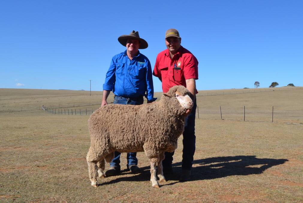 Steve Jarvis, Heathfield Polls, Boorowa with his $4600 purchase paraded by Greg Alcock, Greenland Merinos, Bungarby via Cooma.
