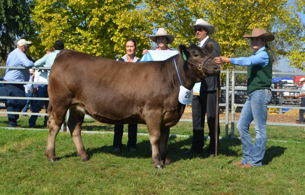 Champion led female, Glenliam Farm Grey Lady M63 paraded by Caitlin Porter and sashed by Dianne Whale, with Dayna Grey and Roger Evans holding the ribbon.