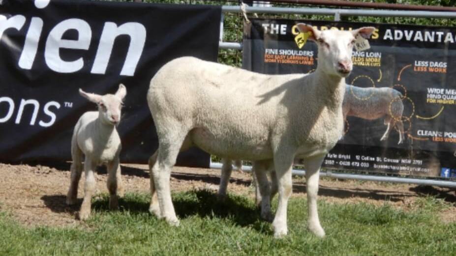 The top price ewe was lot 42 selling for a new Australian record for a Charollais ewe at $5000. The ewe had a set of twin lambs. Photo: Cold Creek Charollais

