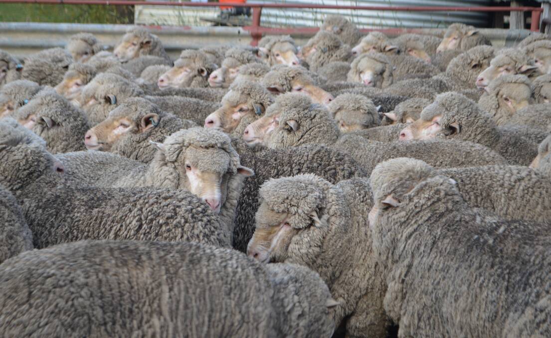 Merino ewes bred on the Monaro