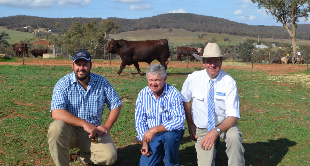 Chris Hall, Parkes, purchaser of the $40,000 top-priced bull Spry's Gigabytes N122, with studmaster Gerald Spry, Wagga Wagga, and guest auctioneer Paul Dooley, Tamworth.