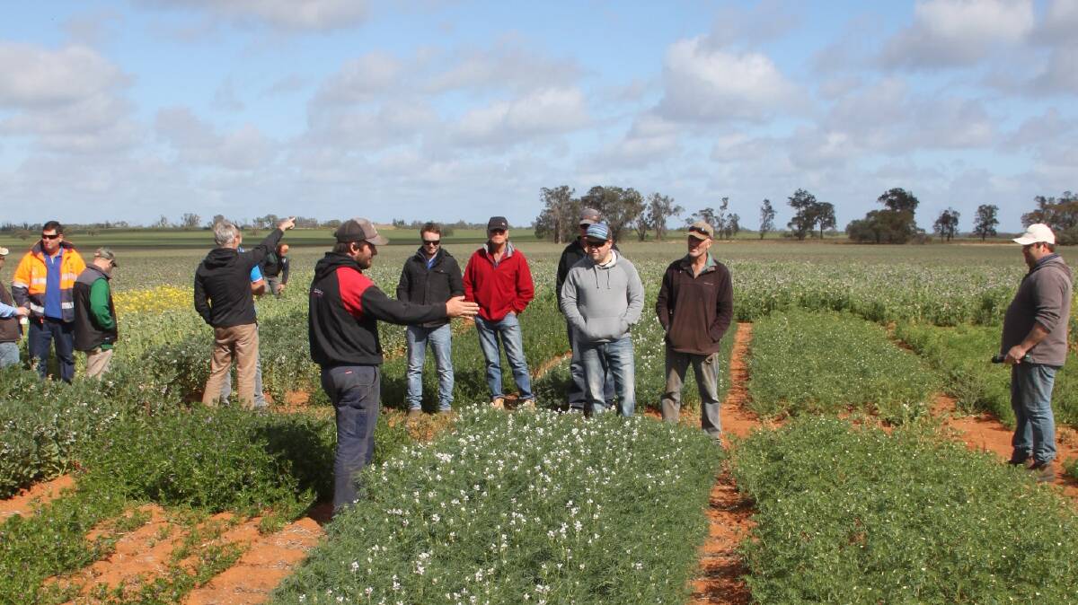Since the crops were sown in May, results have been gathered by Mallee Sustainable Farming agronomists and will continue to be throughout the remainder of the year. 
