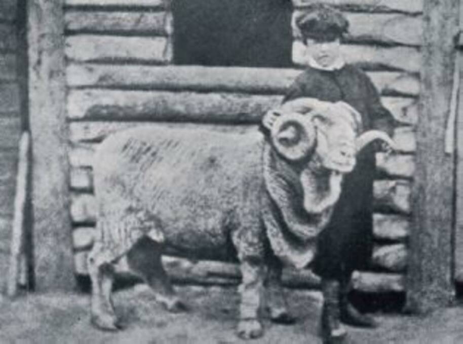 Emperor - c1865, held by George F. Peppin outside the stables at Wanganella Station. The Rambouillet-bred ram is credited as one of the industry's most influential sires.