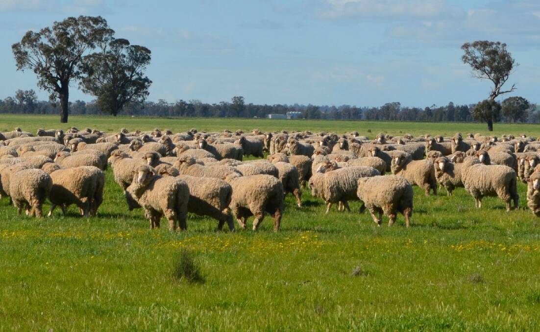 Sheep producers are advised to be preparing now to control barley grass infestation in their sheep and lambs.