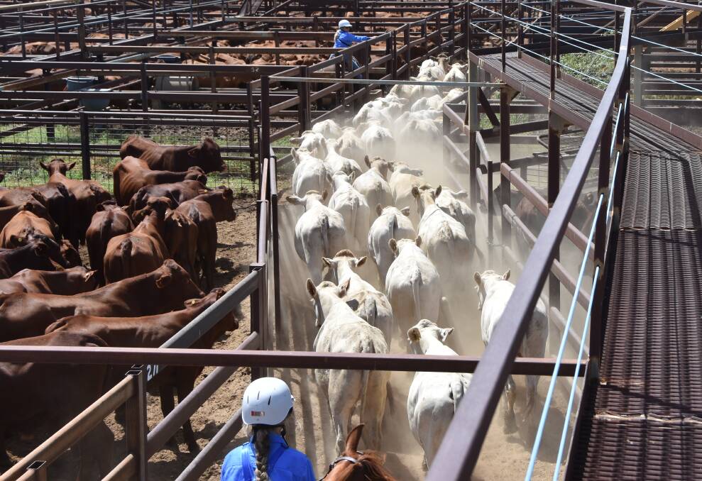 Drought de-stocked AACo cattle being yarded for sale at Longreach in March.